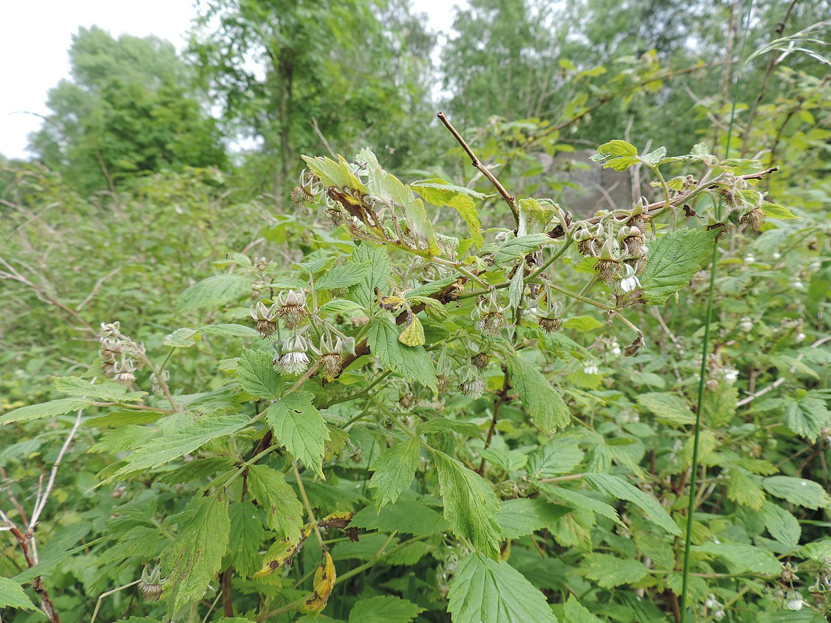 Is It Safe to Eat Wild Raspberries? Answers & Facts – Agri Answers